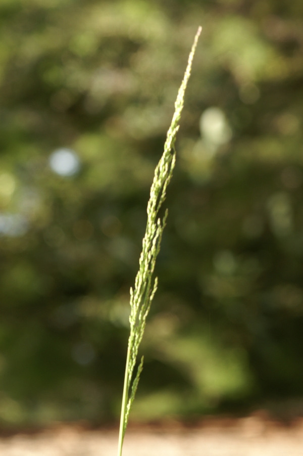 Poa clelandii